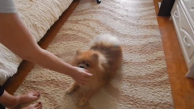 ДРЕССИРОВКА ШПИЦА . Как научить собаку команде УМРИ . Как научить собаку команде ГОЛОС.