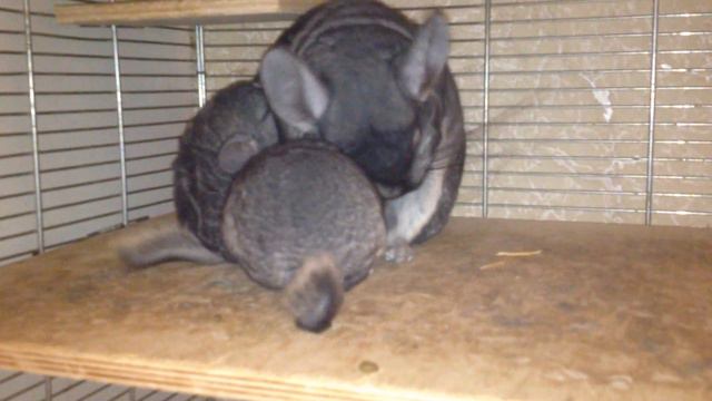 Маленькие шиншиллы смотреть онлайн