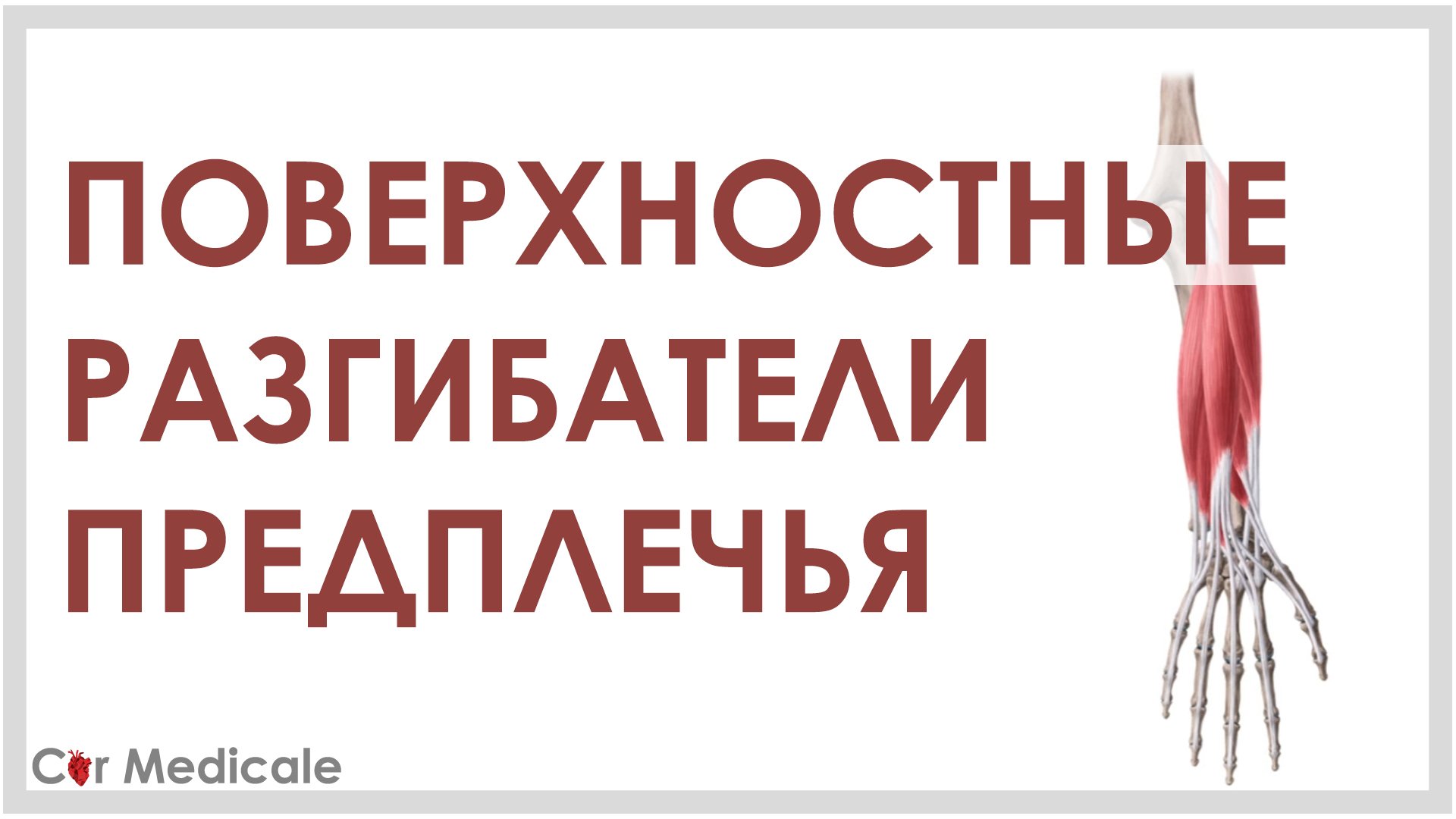 Поверхностные разгибатели предплечья.mp4 смотреть онлайн
