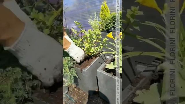 Клумбы в уличных горшках. Контейнерное озеленение. смотреть онлайн