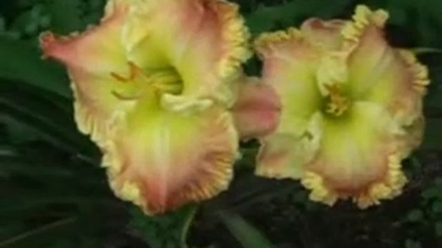 Лилейник daylily THAT THING YOU DO смотреть онлайн
