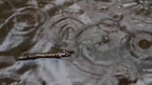 癒し系映像・雨音と木の枝　- SONY NEX-C3 - смотреть онлайн