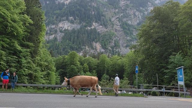 Очень много коров - A lot of cows смотреть онлайн