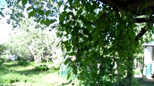 #природа Лимонник китайский смотреть онлайн