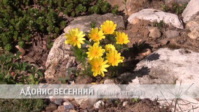 адонис весенний смотреть онлайн