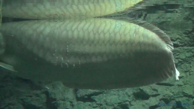 Big silver arowana 1.2 meter смотреть онлайн