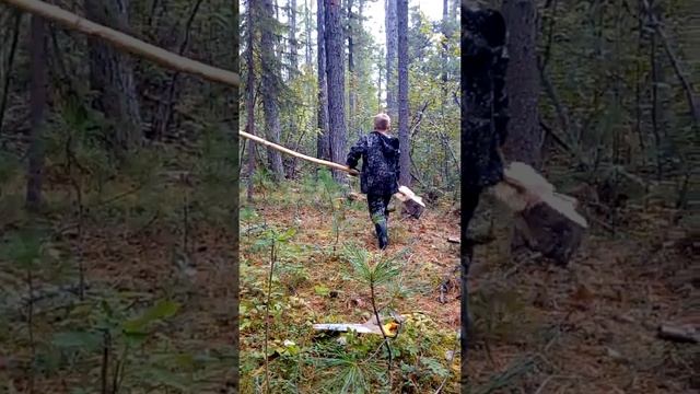 Добываем шишки