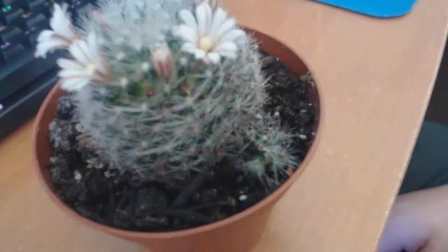 Mammillaria Cactus in beautiful flower смотреть онлайн