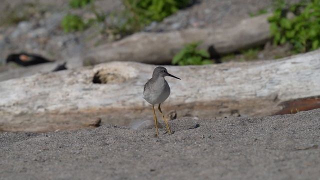 My Sony Camera Settings for Wildlife & Bird Photography: For A7RIV A7RII A9 A9II смотреть онлайн