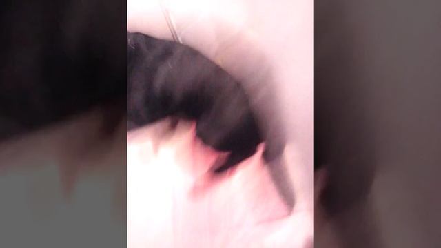 Что делать с собакой когда от неё воняет смотреть онлайн