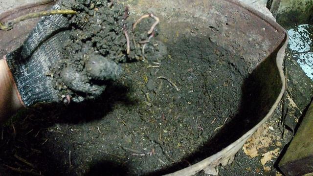 Разведение червя в корыте или ящике. Выращивание червей в домашних условиях смотреть онлайн