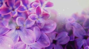 Футаж фоновый нежная сирень hd, для видеомонтажа