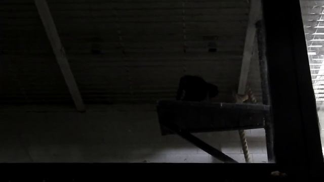 Зоопарк в Челябинске смотреть онлайн