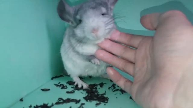 Нужно ли кастрировать шиншилл??? смотреть онлайн