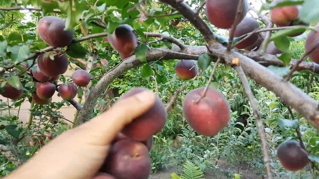 Абрикос Чёрный принц (20.07.2018) смотреть онлайн