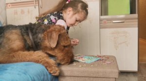 Эрдельтерьер и ребёнок