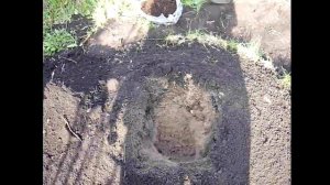 Посадка саженца сливы в Сибири на холм