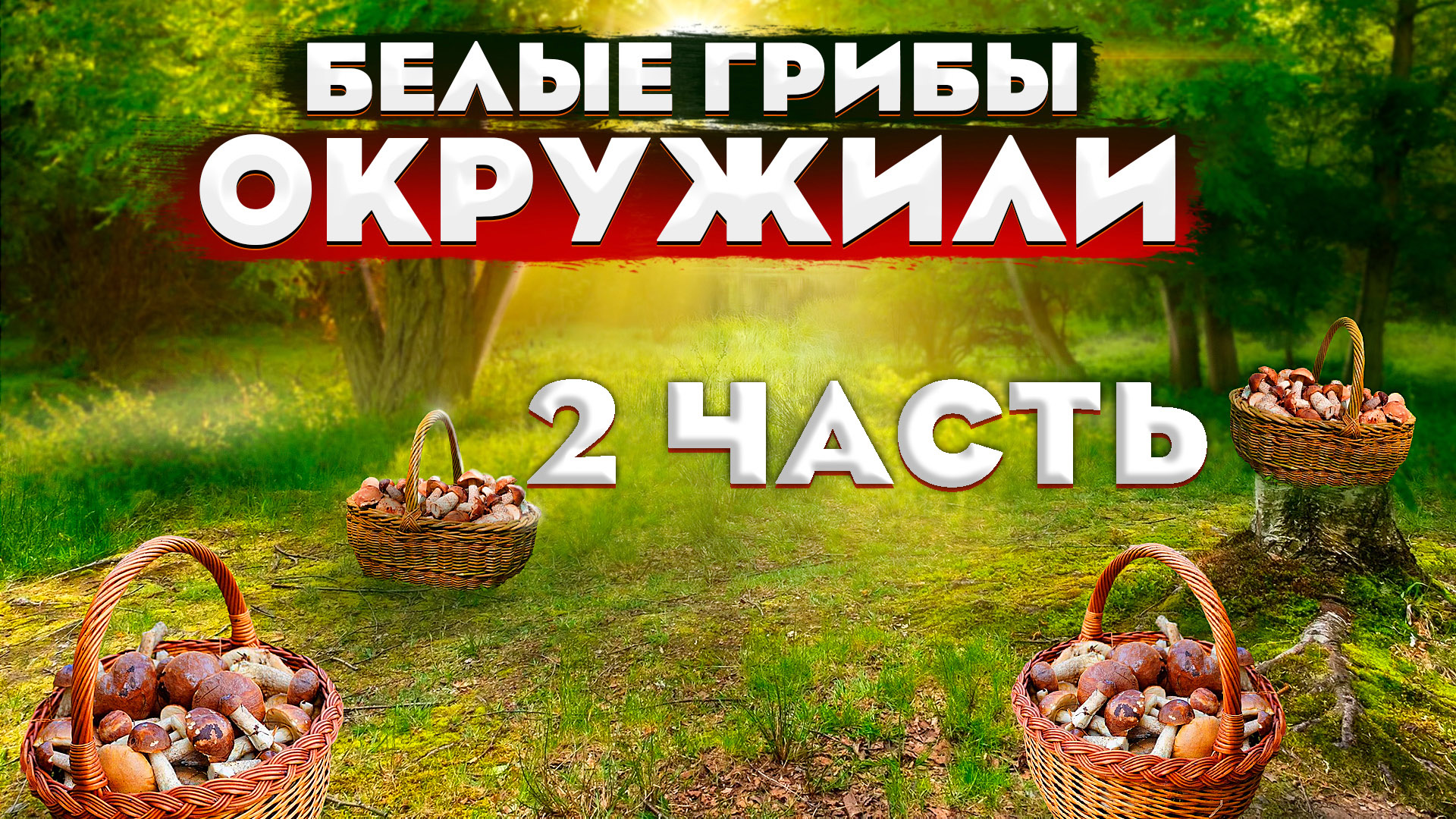 ? Белых грибов много не бывает, их бывает очень много ? 4 корзины БОРОВИКОВ за час?Грибы кругом-2 смотреть онлайн