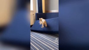 Смешная Озвучка Микки Пикки | Злой Пёс