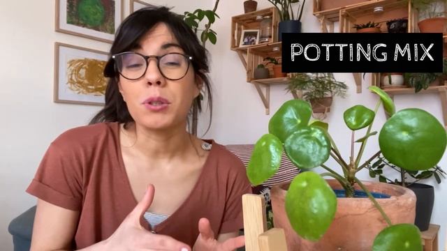PILEA PEPEROMIOIDES CARE! (2021 GUIDE)