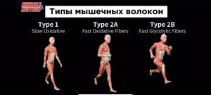 Типы мышечных волокон. 3d anatomy.