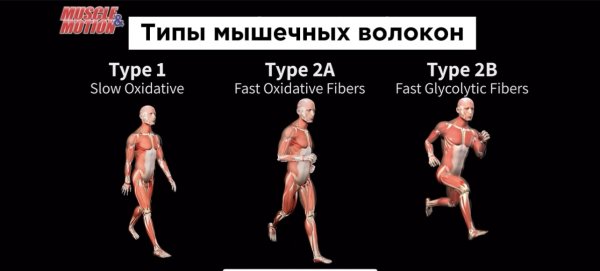 Типы мышечных волокон. 3d anatomy.
