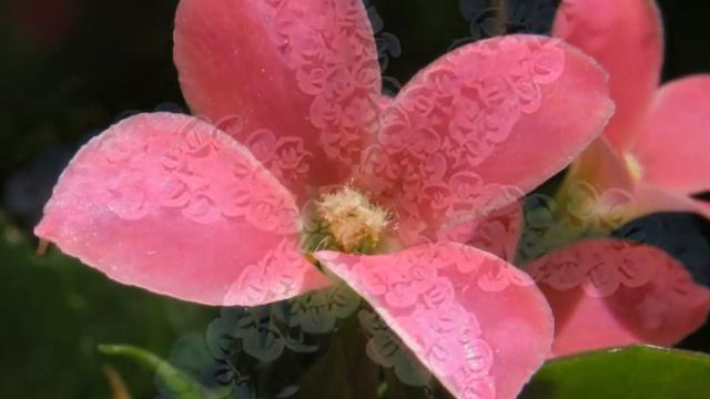 KALANCHOE - druh krásných rostlin HD смотреть онлайн