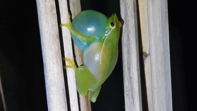 Anfíbios Vocalizando / Amphibians Vocalizing.