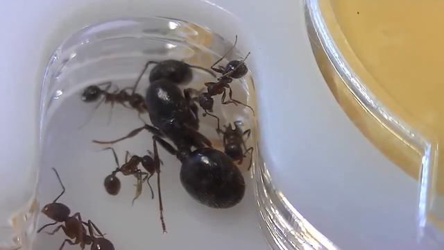 #4 Размножение смотреть онлайн