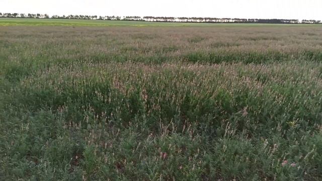 Поле эспарцета