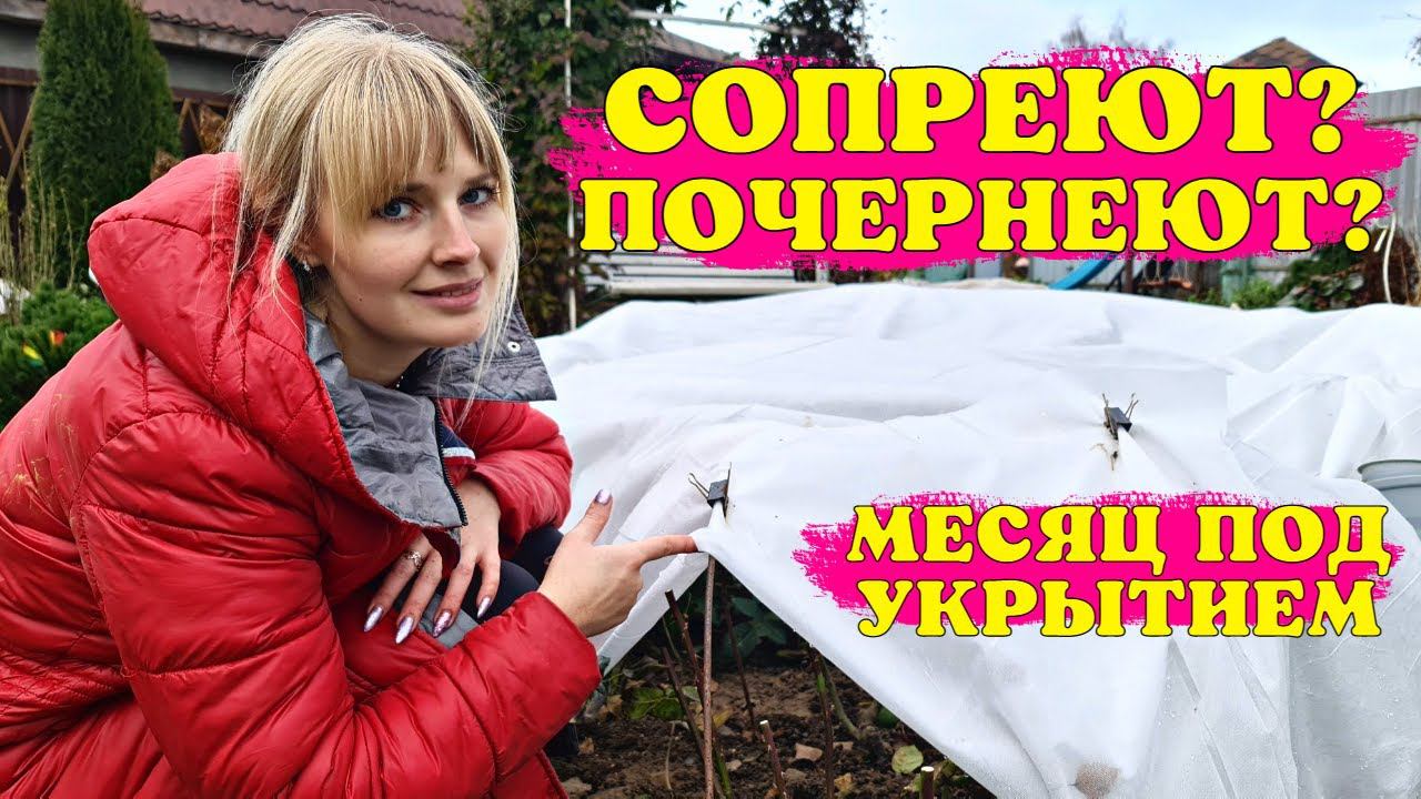 МЕСЯЦ ПОД УКРЫТИЕМ! ТЕПЕРЬ ОТТЕПЕЛЬ! Что БУДЕТ С РОЗАМИ?