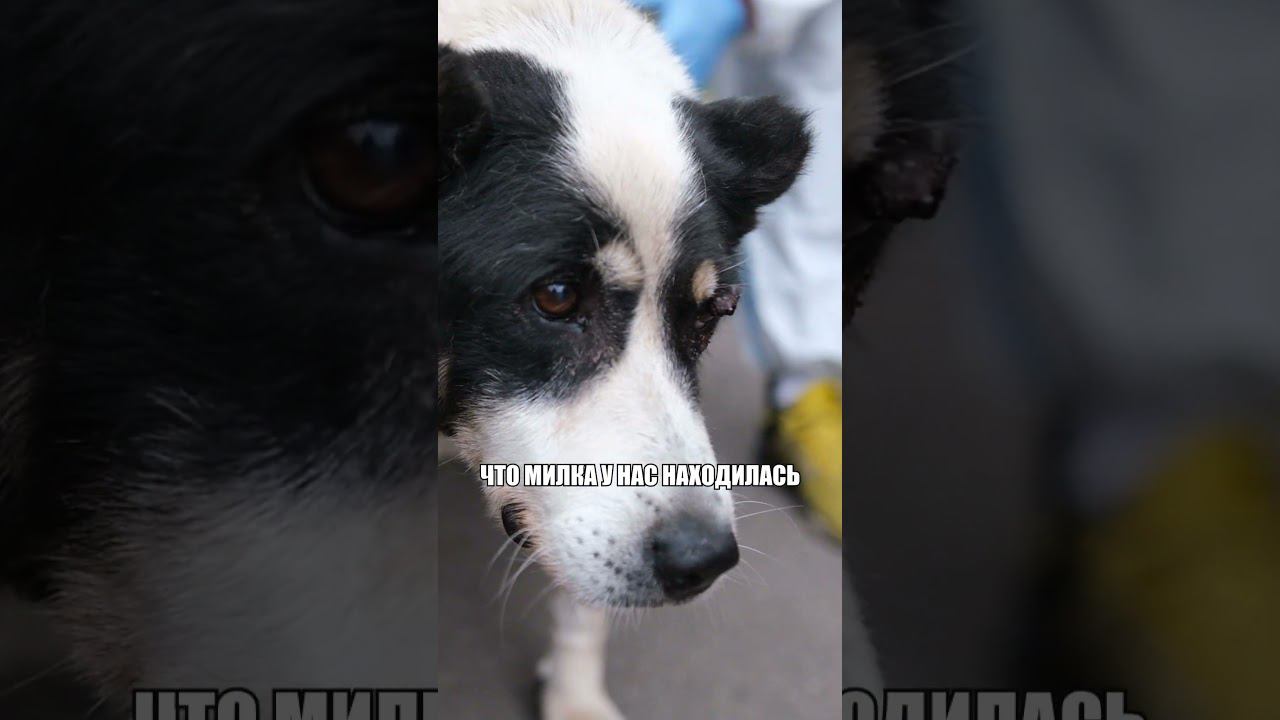 Сбитая машиной собака встала на ноги?.. #реабилитация #ветеринария #спасение #собака #авария смотреть онлайн