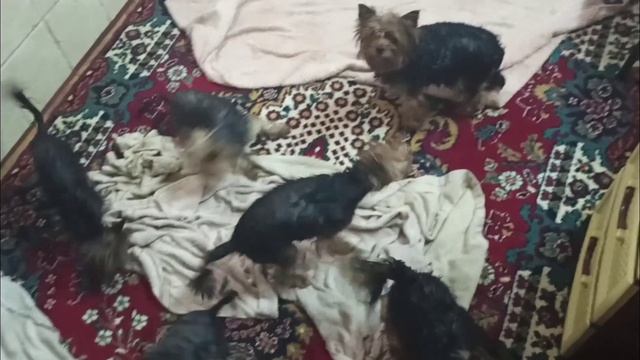 Как я купаю Йорков смотреть онлайн