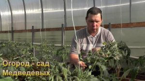 Как правильно удалять листья и пасынки у томатов