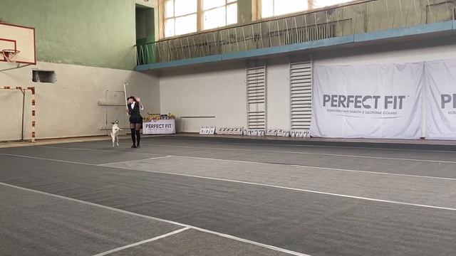 Танцы с собаками. Dog dance. Тимошина Светлана & Тимона Терр. "Танец с тростью" 26.06.2021г. смотреть онлайн