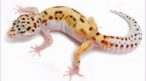 Морфы Эублефаров часть 1