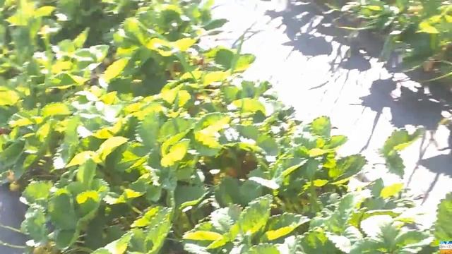 Клубника сорт "Пегас" на моём участке. Strawberry variety Pegasus. смотреть онлайн