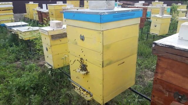 Июньские медоносы. Мёд Фрей. смотреть онлайн