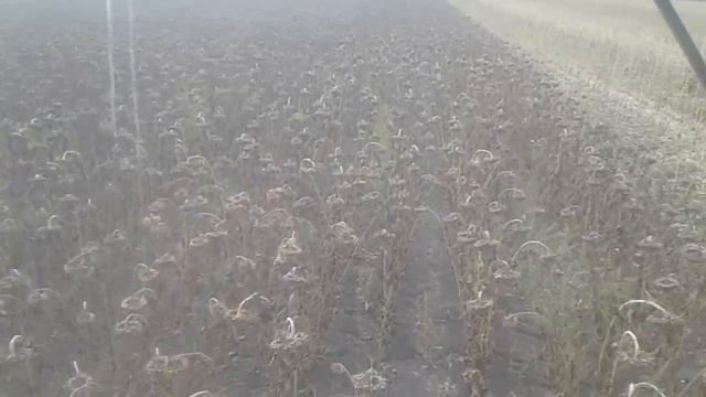 Уборка подсолнечника Пионер PR64F66 смотреть онлайн