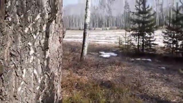 КАК ПОЙМАТЬ ЯЩЕРИЦУ В АПРЕЛЕ смотреть онлайн