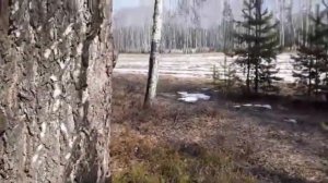 КАК ПОЙМАТЬ ЯЩЕРИЦУ В АПРЕЛЕ