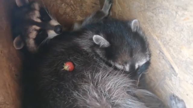 Самый милый Енот ? Экзотические животные дома? Просто Енот спит смотреть онлайн