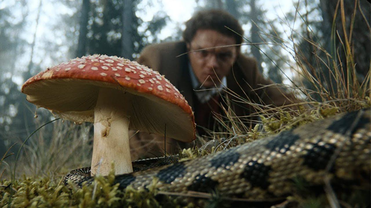 Первый мухомор Епифанцева смотреть онлайн