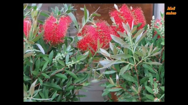 2007 Лидо ди Езоло. Италия смотреть онлайн