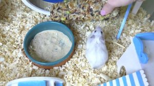 РЕАКЦИЯ Спасенного ХОМКИ и всех ПИТОМЦЕВ на ПОДАРКИ на НОВЫЙ ГОД Крысы 2020 / Alisa Easy Pets