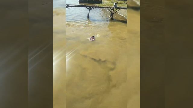 Цирк на воде. Артист Лео. смотреть онлайн