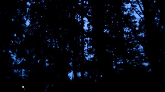1Час - Настоящий Рассвет Соловьи и Другие Птицы / Live Nightingales Singing смотреть онлайн