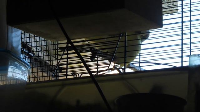 СВАДЬБА попугаев 07/08/2022/ Тина и Тесла ВВП смотреть онлайн