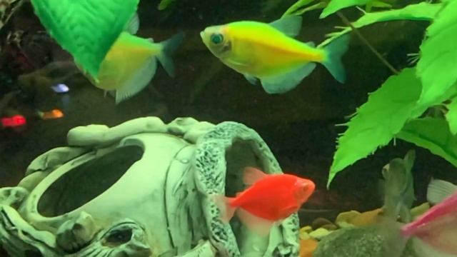 Аквариумистика рыбки #скалярии смотреть онлайн