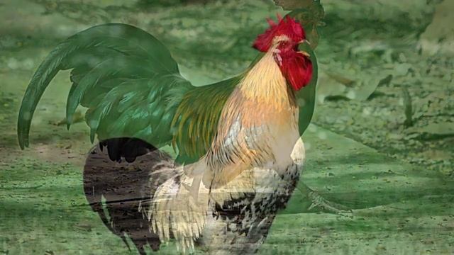 Петух  Звук петуха  Кукареканье 10 часов